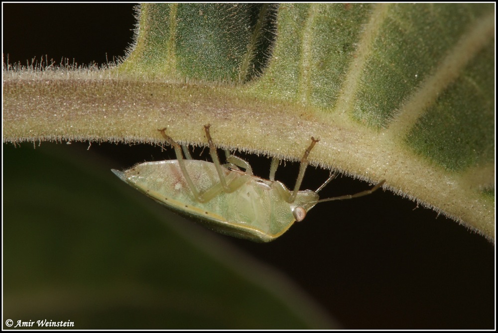 Heteroptera d''Israele